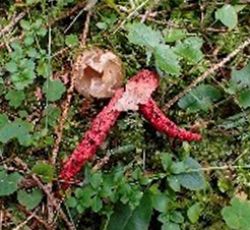 Ein Pilz der in roter Farbe leuchtet mann könnte diesen im Freien mit einer Blume verwechseln. 