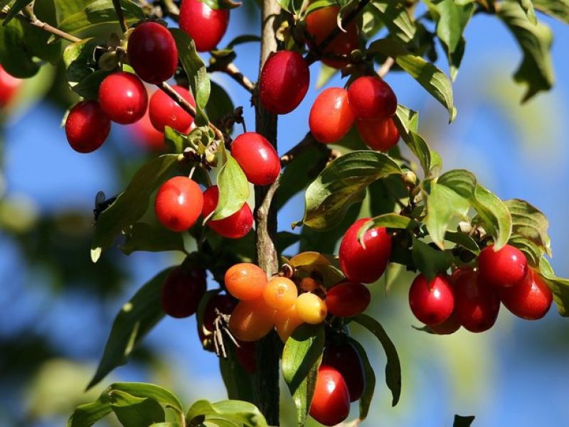 Kleine rote Beeren wachsen gepaart auf einem Ast mit kleinen grünen Blättern. 