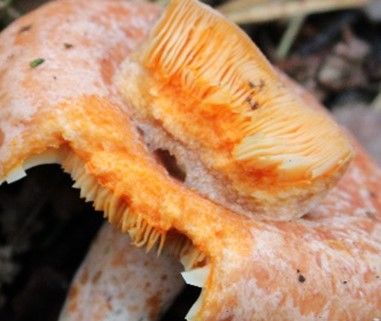 Der Edelreizker hat eine orange Milch