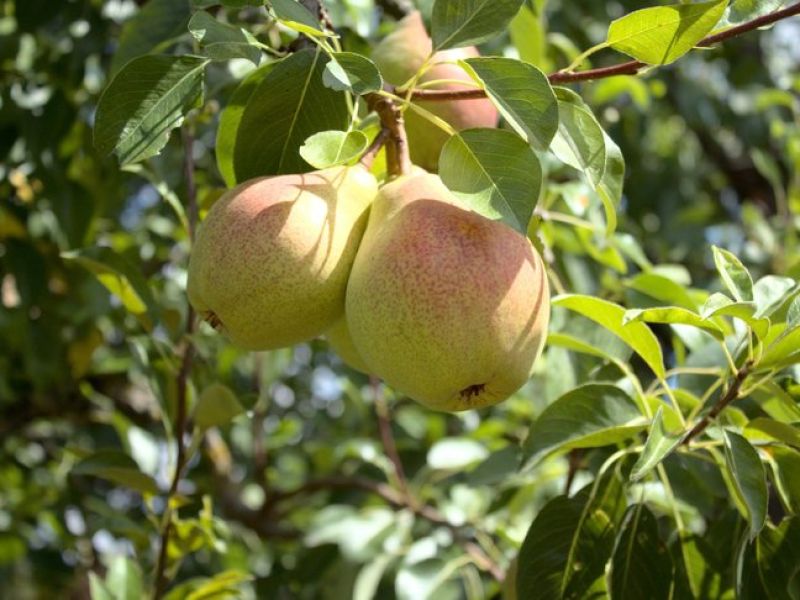 Eine kleine fast runde Honigfarbene Birne mit einer leicht roten Wange hängt paarweise im Baum. 