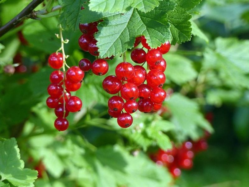 Die Ribisel ist ein Strauch mit Stacheln unter den Blättern wachsen rote, runde Beeren an einer Rispe hängend. 