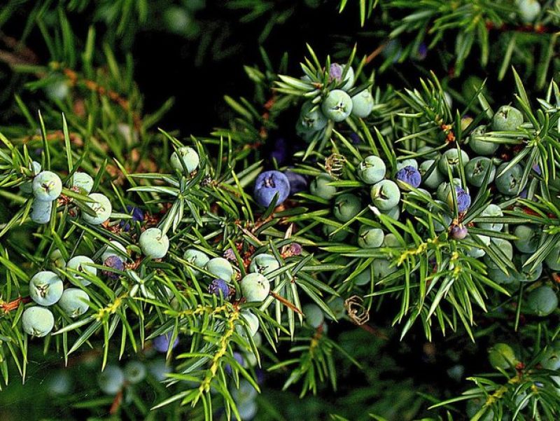 Viele kleine grüne und blaue Beeren wachsen auf Ästen mit sapitzen Nadeln. 