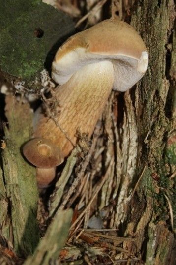 Sie sehen ein Bild mit dem Pilz  - Gallenröhrling dieser ist braun und wachst aus einem Baum