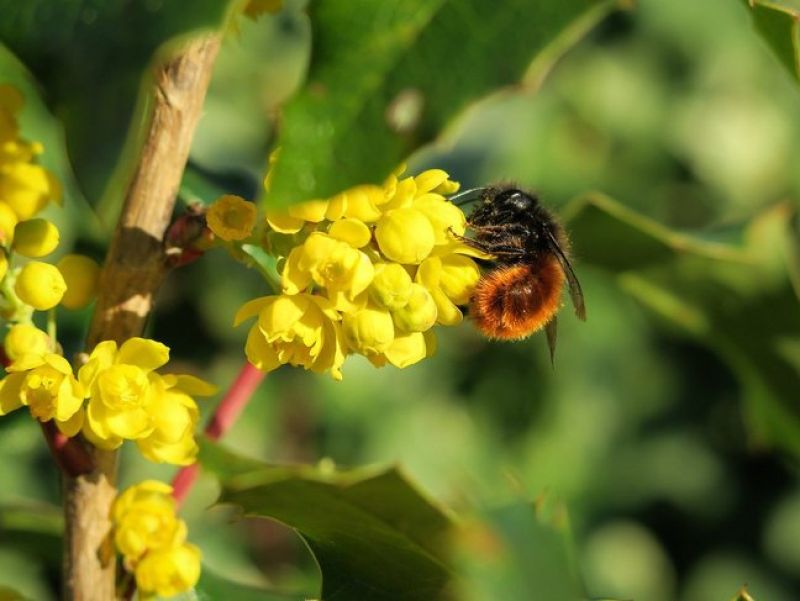 Eine Biene die an ihrer Basis mit schwarzen Haaren und am Rumpf mi braunen Harren besetzt ist sammelt Nektar von einer gelben Blüte. 