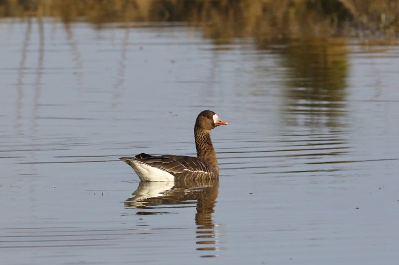 Sie sehen ein Bild von einer Blässgans im Wasser. 