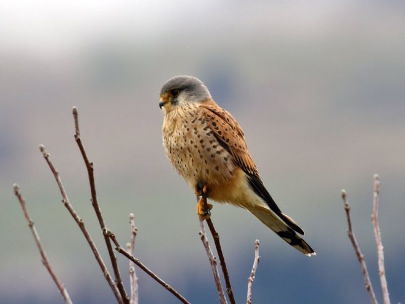 Ein mittelgroßer braun und orange gesprenckelter Vogel sitzt in einem Baum der beim austreiben ist. 