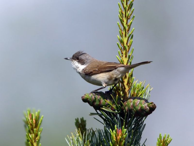 Ein kleiner brauner Vogel mit weißen Brustgefieder sitzt auf einem Tannenwipfel. 