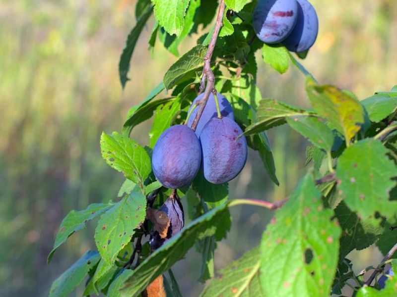 Mehrere dunkel violette Pflaumen hängen an einem Ast mit vielen Blättern. 