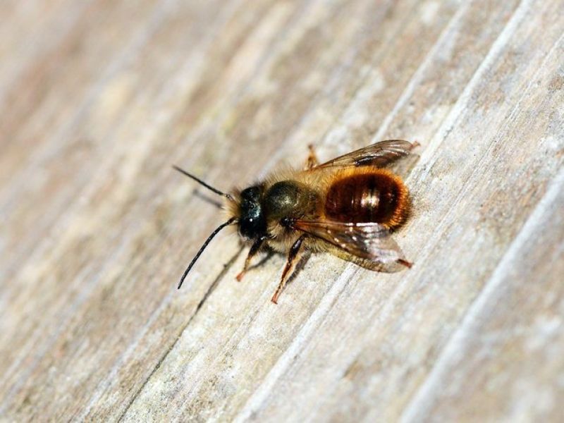 Eine dunkle Bienen mit braunen Haaren sitz auf einem holzigen Untergrund. 