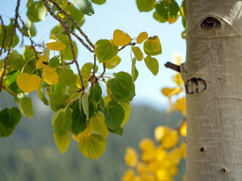 Sie sehen ein Bild einer Espe - Ein Baum mit weißer Rinde und Herzförmigen Blättern. 