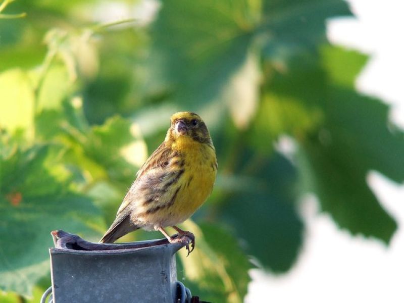 Ein kleiner Vogel mit gelb braunen Gefieder sitzt auf einem Baum. 