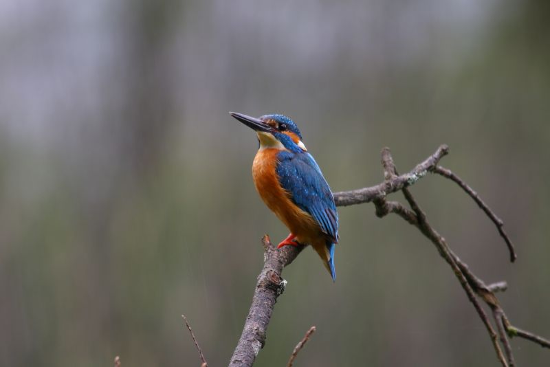 Sie sehen eine Bild von dem Eisvogel