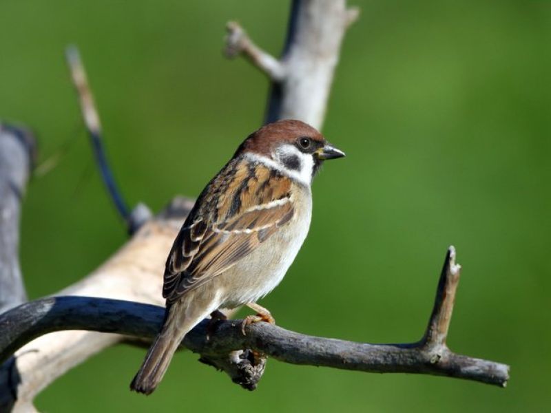 Ein brauner Vogel mit weißen Spränckeln sitzt auf einem Ast. 