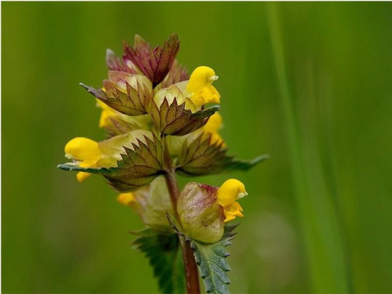 Sie sehen ein Bild mit der Blume Kleiner Klappertopf - Die Blütenblätter sind auf einer Rispe in gelb mit rötlichen Hochblättern