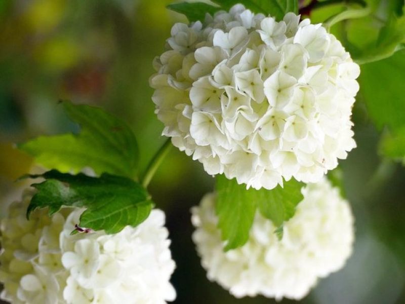 Viele kleine weiße Blüten wachsen gepaart nebeneinander und bilden eine Ballförmige gesammt Blüte. 