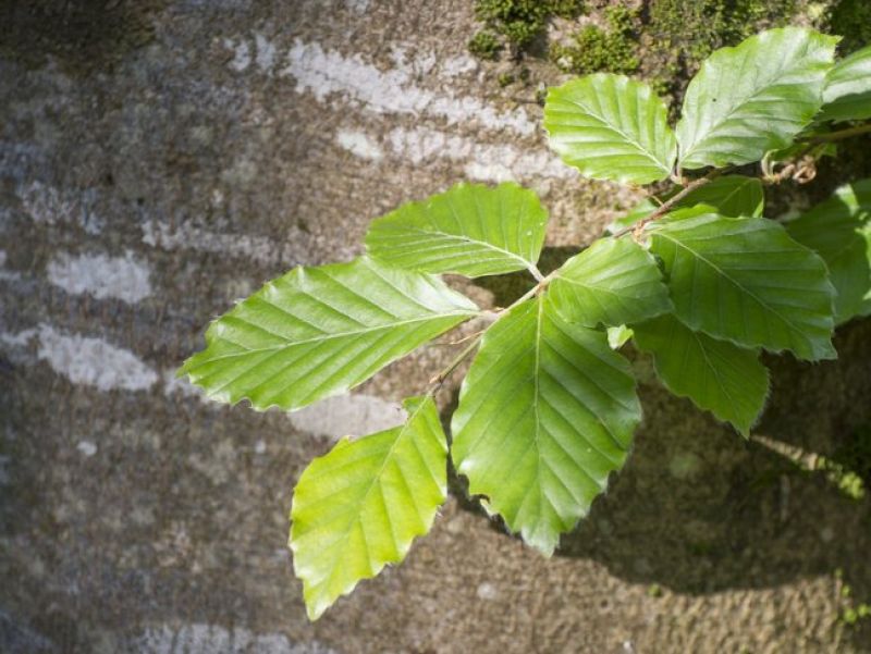 Sie sehen ein Bild einer Rotbuche - Der baum hat eine graue Rinde bzw. Stamm, die Blätter sind oval angekegt und wachsen auf Rispen. 