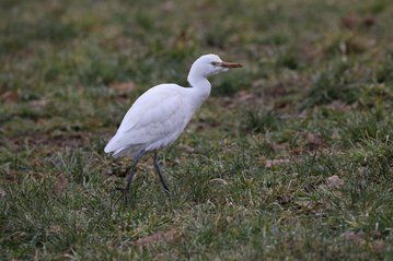 Man sieht einen Kuhreiter auf der Wiese - ein weißer Vogel der aus Afrika abstammt.