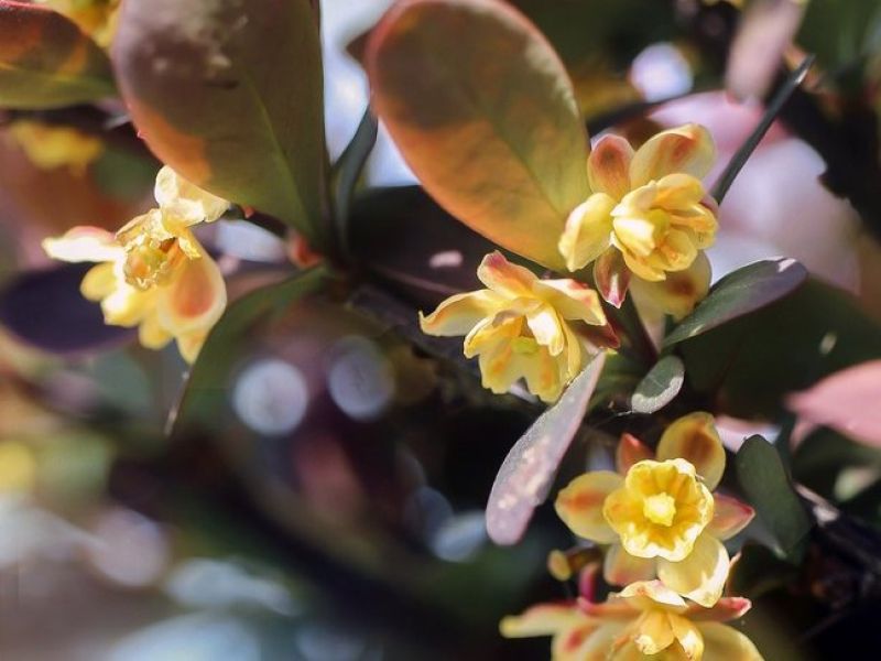 Gekeb kleine Blüten wachsen an einem Ast mit schmalen roten harten Blättern. 