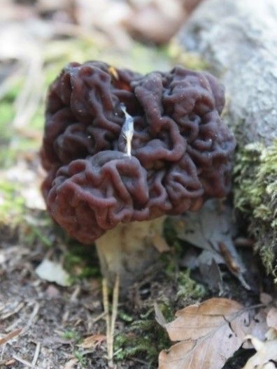 Sie sehen ein Bild mit dem Pilz  -Frühjahrslorchel dieser ist braun bis schwarz hat Löcher und wachst aus einem Baum und wachst aus einem Baum