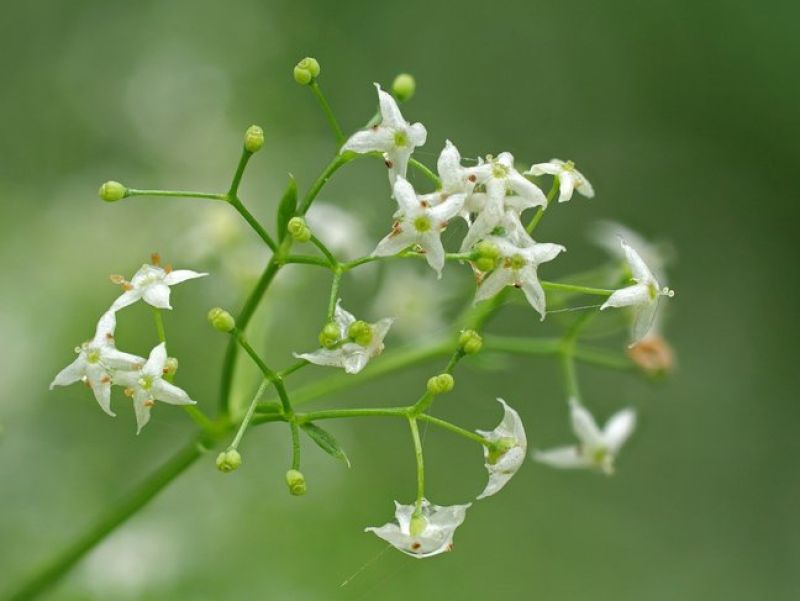 Sie sehen ein Bild mit dem Wisenlabkraut -  eine feine Blume mit weißen Blüten