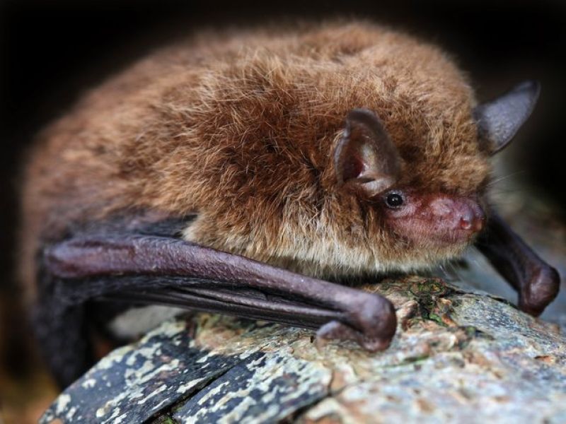 Eine buschige Fledermaus mit weißem Bauchfell hellbraunen Rückenfell und dunkelbraunene Flügeln hockt auif einen Stein. 