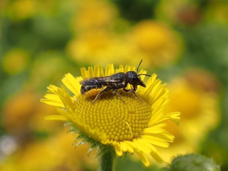 Eine kleine Bienen mit einem Spitzen Kopf und kleinen Flügeln sitzt in einer geleben Blüte. 