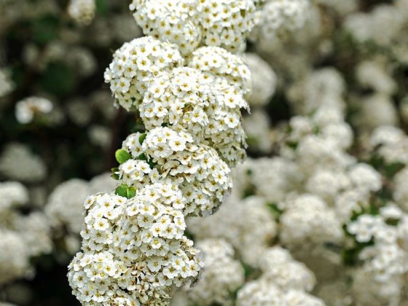 Viele kleine weiße Blüten wachsen am Ast entlang, so prächtig das die Blätter nicht zu sehen sind. 