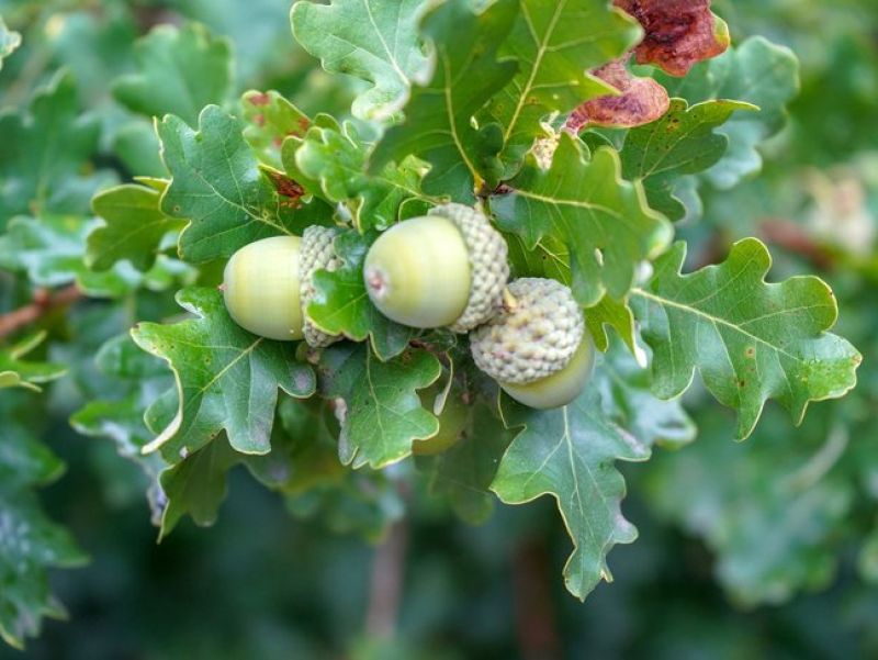 Sie sehen ein Bild einer Stieleiche. Der baum hat gekranzte Blätter, die Fruchtstände bestehen aud einem Hütchen in denen Nussartige Früchte stecken. 