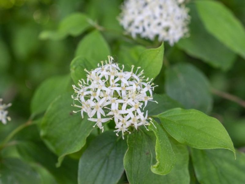 Feine kleine weiße Blüten mit langen gelben Blütenständen wachsen an einer Dolde. 