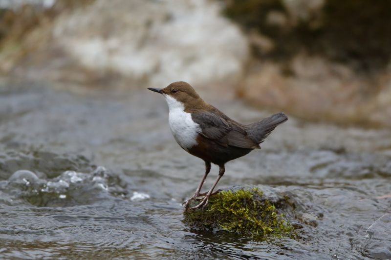 Sie sehen ein Bild mit einer kleinen Wasseramsel