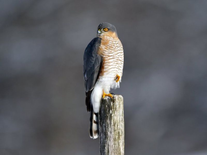 Ein grauer Greifvogel mit einem weiß - orange gesprecnkelten Bauchgefieder sitzt auf einem Zaunpfahl. 