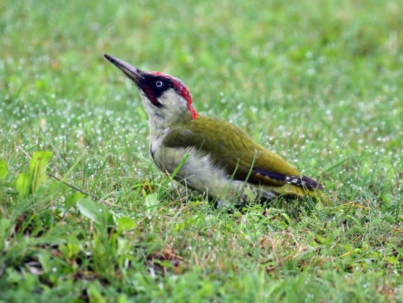 Ein Vogel mit grünen Federn am Rücken, einem schwarzen Kopf und einem roten Streifen am Kopf sitzt auf einer Wiese. - Der Grünspecht. 