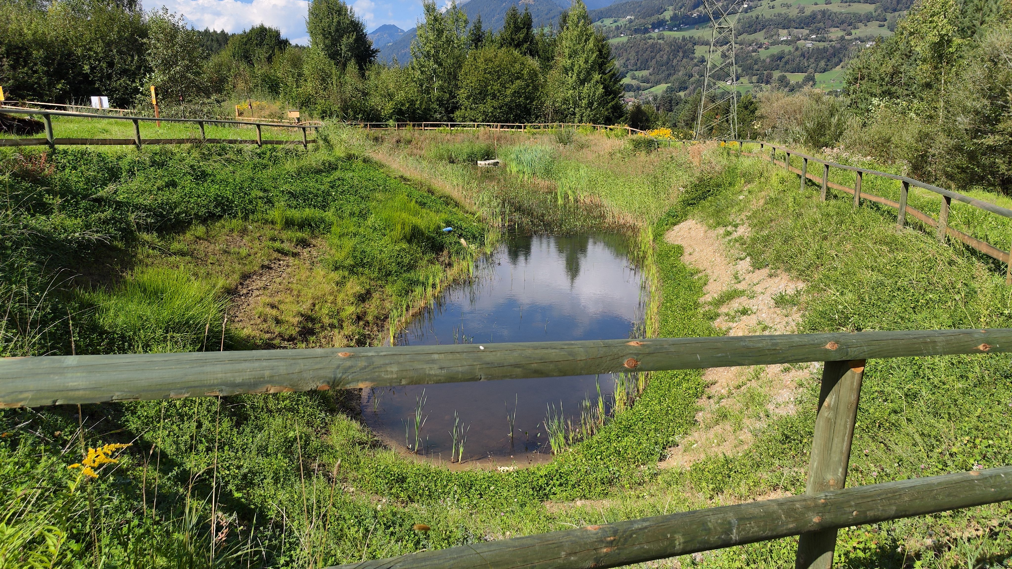 Ein Bild vom Biotop bzw. dem Teich der angelegt wurde.