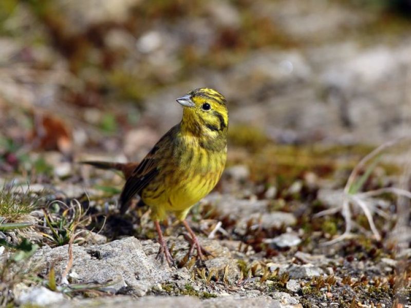 Ein kleiner gelber Vogel mit braunen Spränkler sitzt auf einem Steinigen Boden. 