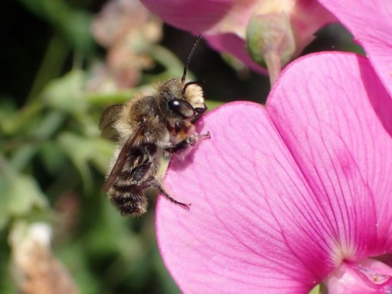 Eine ganz kleine peltzige bienen die in hell und dunkelbraunen Tänen behaart ist sitzt am Rand von einem rosaroten Blütenblatt. 