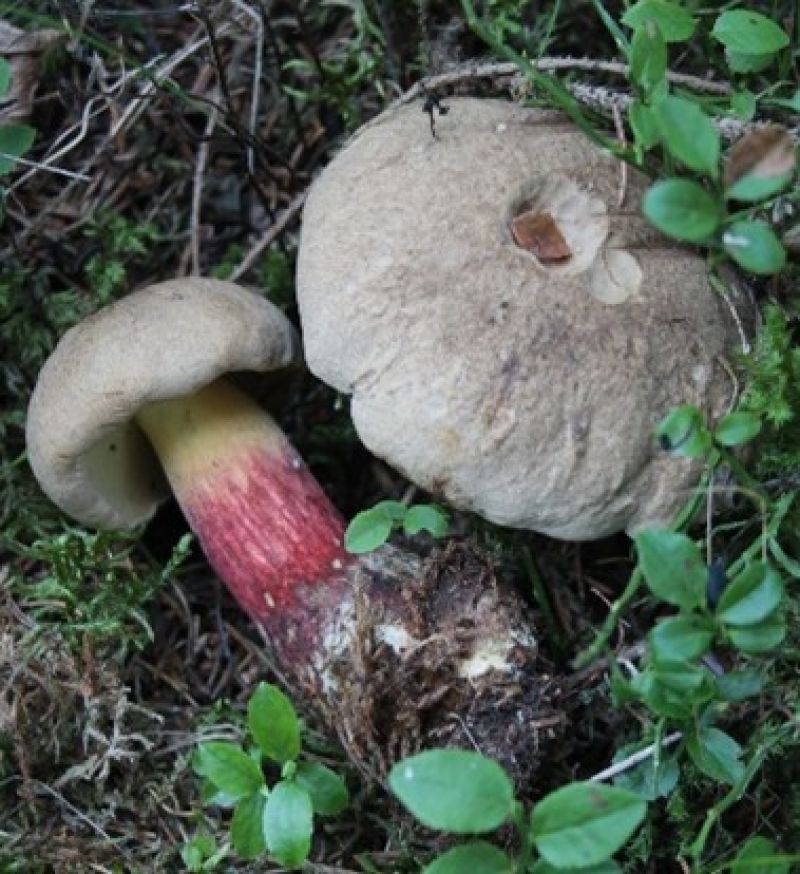 Sie sehen ein Bild mit mit dem Pilz - Schönfußröhrling- er ist hell bis weiß und und hatt einen roten Stiel