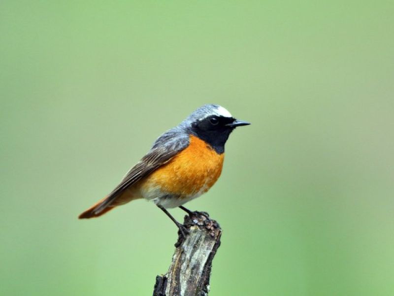 Ein kleiner Vogel mit braunen Federn einem schwarzen Kopf und blauen Rückenfedern sitzt auf einem morschen Stock. 