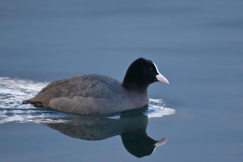 Sie sehen ein Bild mit einem Blässhuhn - ein schwarzer Vogel mit weißem Schnabel. 