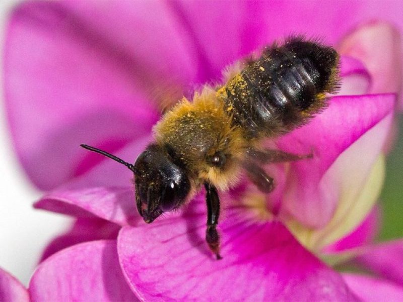 Eine Biene mit schwarzen Kopf, braunen Rumpf und schwarzen Hinterleib fliegt zu einer rosaroten Blüte. 