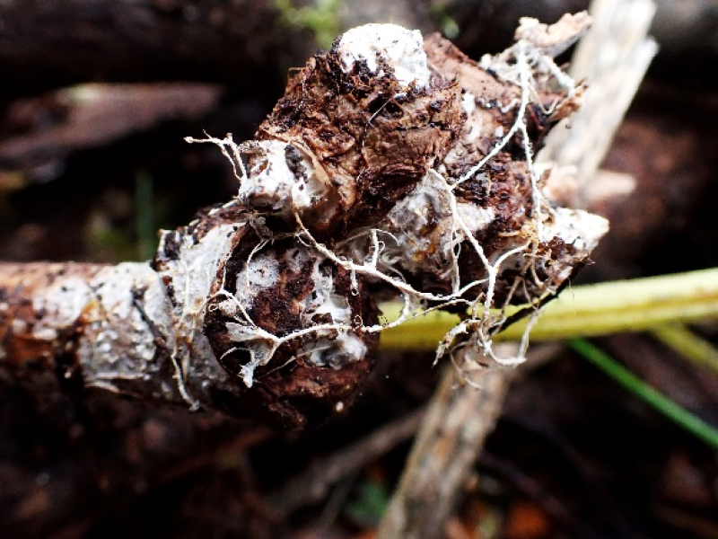 Sie sehen ein Bild mit einerWurzel von einem Pilz die als Myzel bekannt ist