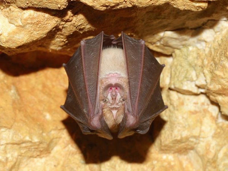 Eine braune Fledermaus hängt Kopfüber in hellbraunen Gestein. Sie schläft in Ihrer Höle. 