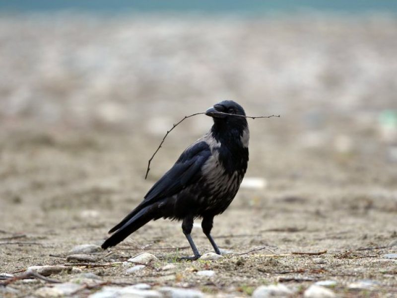 Ein dunkel grauer Vogel mit Schwarzen Flügelfedern und einem schwarzen Kopf sitz auf einem Moosigen Untergrund und hat einen dünnen Ast im Schnabel. - Die Nebelkrähe 