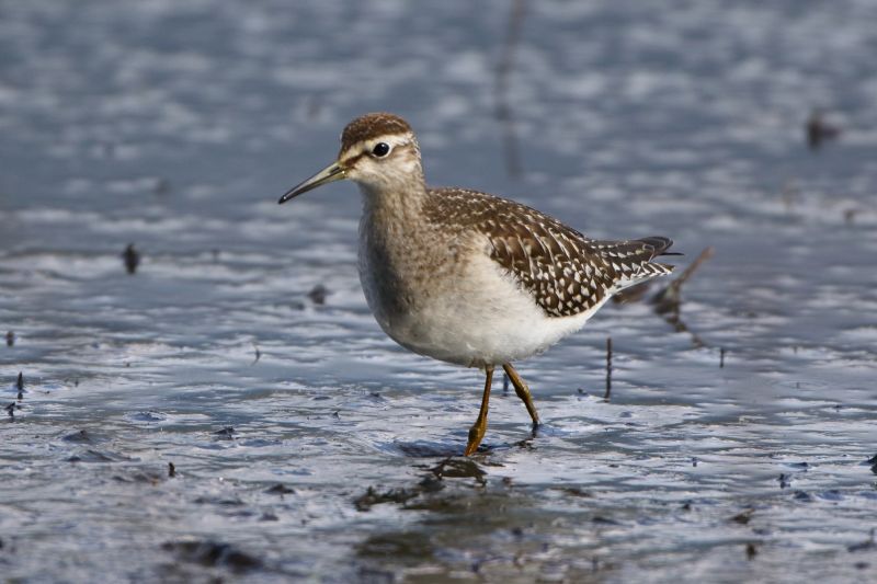 Sie sehen ein Bild  von einem Bruchwasserläufer. 