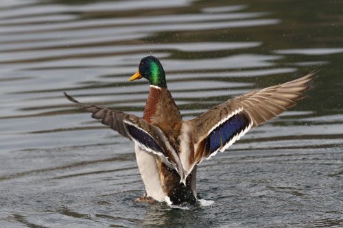 Sie sehen ein bild mit einer männlichen Stockente (Erpel) diese haben einen grünen Kopf und blaue Flügelfedern.