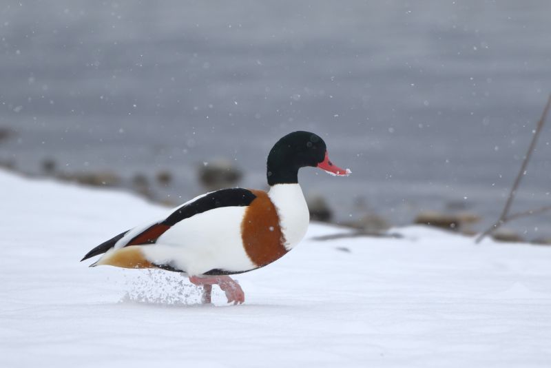 Sie sehen eine Bild mit einer Brandgans im Schnee. Sie ist schwarz, weiß, braun gefleckt. 