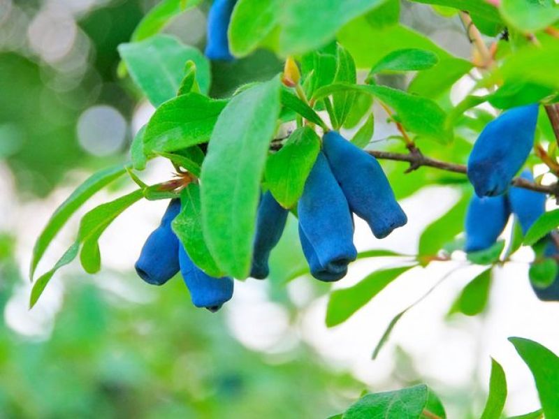 Die Maibeere hat ovale Blätter, die Früchte sind ovalförmig mit abgeflachten Enden. Sie sehen dass drei Maibeeren an den Astachsen heranreifen. 