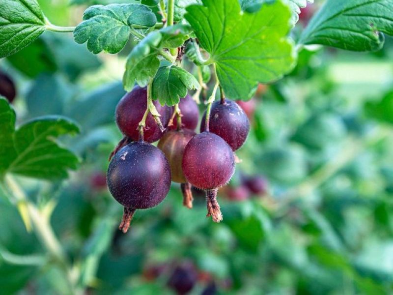 Die Jostabeere hat Blumenartige Blätter. Die Früchte bzw. beeren sind hell bis dunkel Rot, fast lilafarben. Sie wachsen gepaart unter den Blättern heraus. 