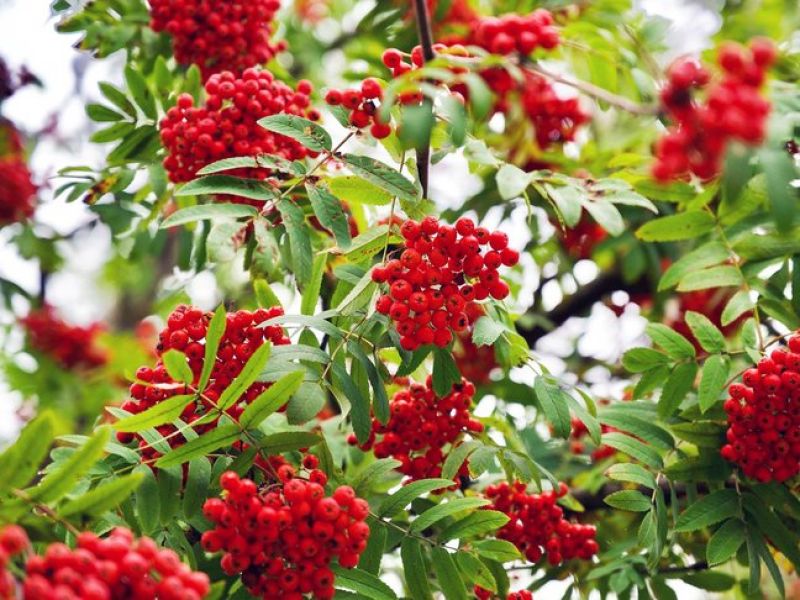 Die Eberesche hat ovale schmale Blätter die an Rispen wachsen, die orange farbigen Beeren hängen in Dolden von den Ästen.