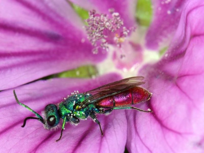 Eine kleine grüne Wespe mit glitzernden in pink violetten Farben am Hinterleib sitzt in einer pinken Blüte. 