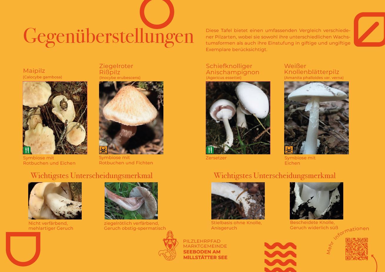 Sie sehen die Tafel mit allen Informationen zur Gegenüberstellung Maipilz - Ziegelroter Rißpilz Sch. Anischampignon - Weißer Knollenblätterpilz